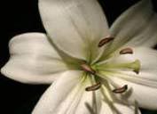 Bereavement Therapy