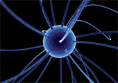 brain