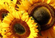 depression psychotherapy toronto