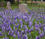 Grief counselling Toronto