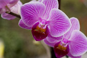 psychotherapy services toronto