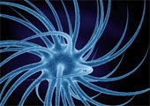 psychotherapy toronto brain