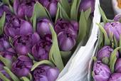 therapy services toronto