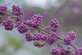 toronto psychotherapy services